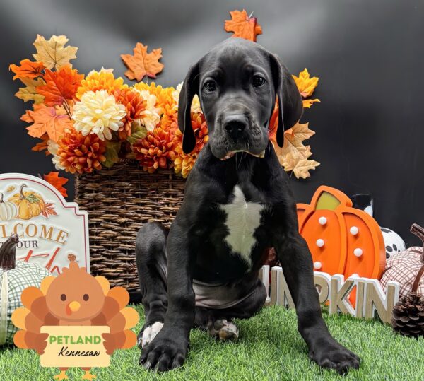 [#25826-07] Black F Great Dane Puppies For Sale