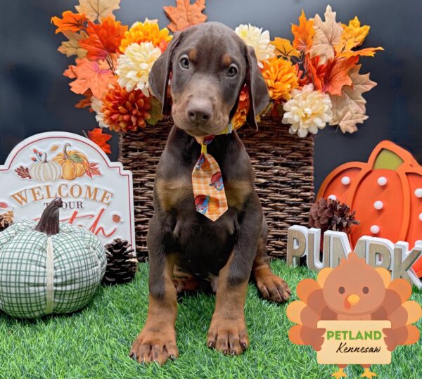 [#25323-12] Red / Rust M Doberman Pinscher Puppies For Sale