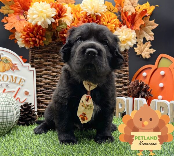 [#252011-06] Black M Hippo Mini Puppies For Sale