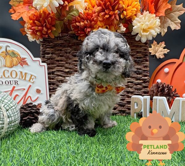 [#252100-01] Blue Merle F Poodle Puppies For Sale