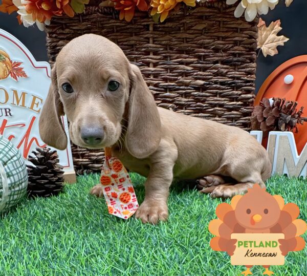 [#252494-02] Chocolate M Dachshund Puppies For Sale