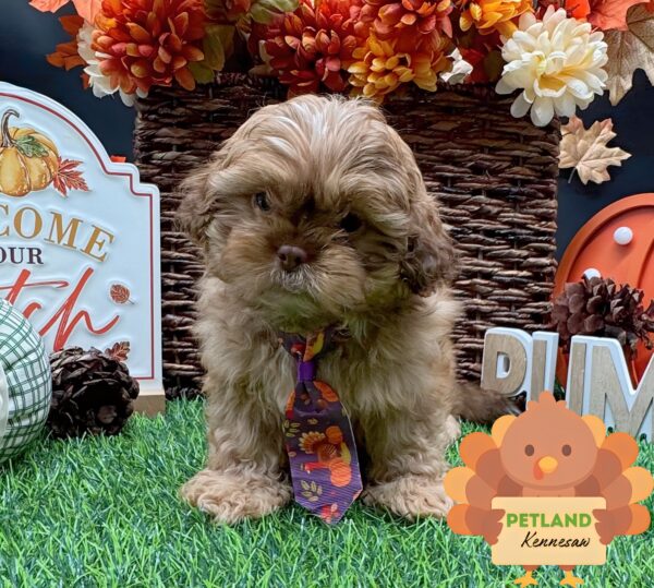 [#252101-03] Red M Shih Tzu Puppies For Sale