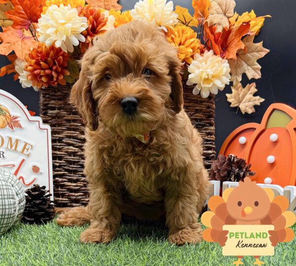 [#251958-04] Red F Goldendoodle Puppies For Sale