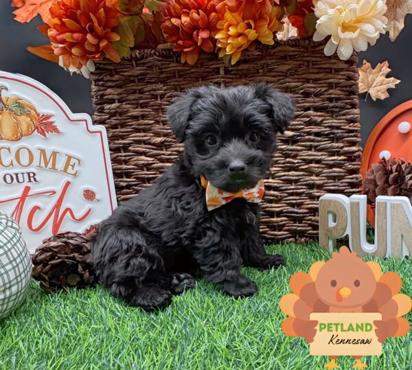 [#251951-03] Black F Yochon Puppies For Sale