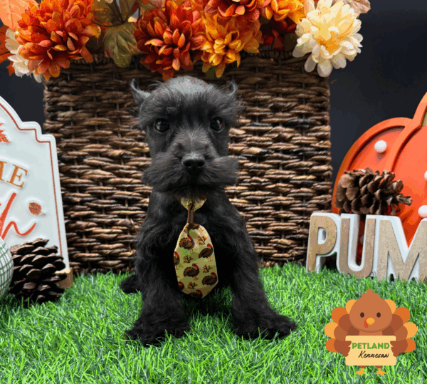 [#252256-01] Black M Miniature Schnauzer Puppies For Sale