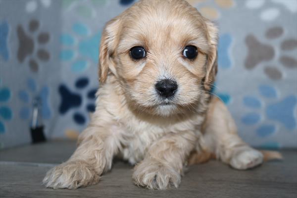 [#252141-02] Apricot F Cavachon Puppies For Sale