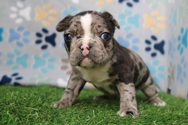 [#252191-02] Blue Merle F Frenchton Puppies For Sale
