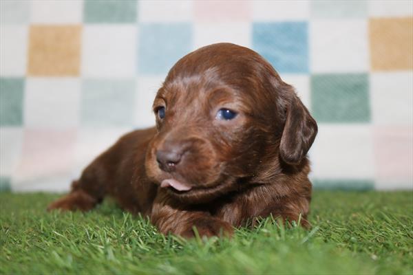 [#252102-02] Red M Dachshund Puppies For Sale