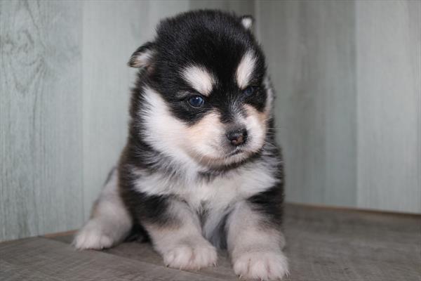 [#252146-03] Black / White M Pomsky Puppies For Sale