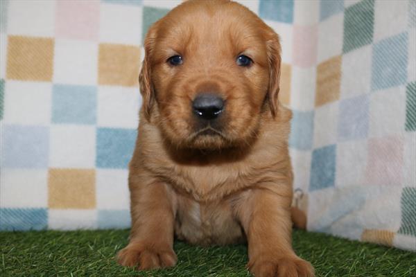 [#25359-03] Red M Golden Retriever Puppies For Sale