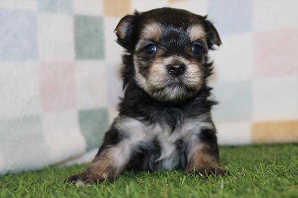 [#252092-01] Black / Tan M Morkie Puppies For Sale