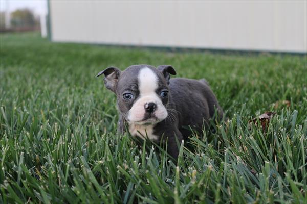 [#252656-02] Blue / White M Boston Terrier Puppies For Sale