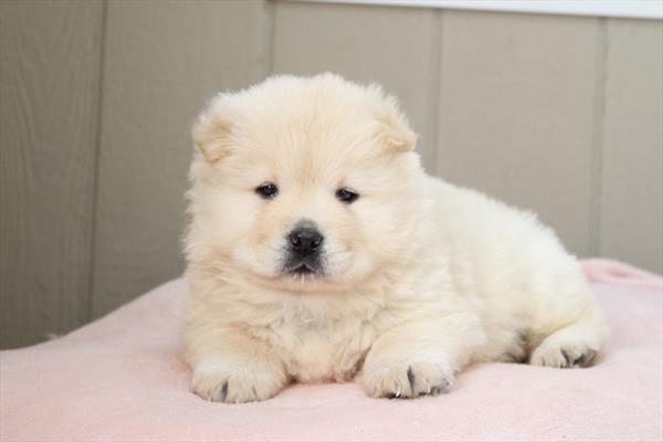 [#252913-01] Cream M Chow Chow Puppies For Sale
