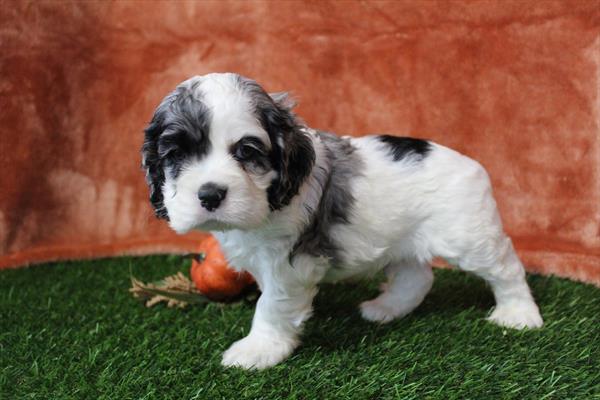 [#252295-03] Blue Merle / White F Cocker Spaniel Puppies For Sale