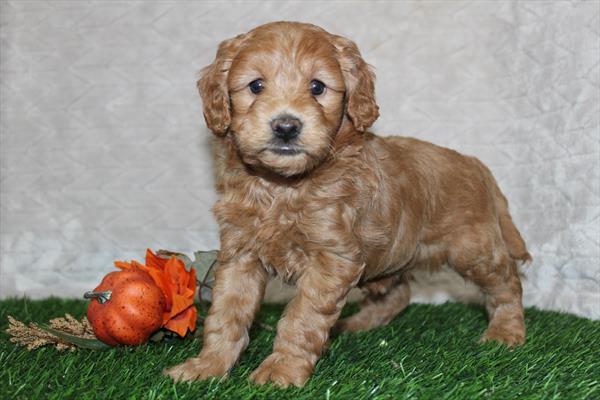 [#252298-02] Red F Goldendoodle Mini Puppies For Sale