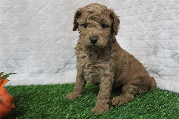[#252296-07] Red F Cockadoodle Puppies For Sale