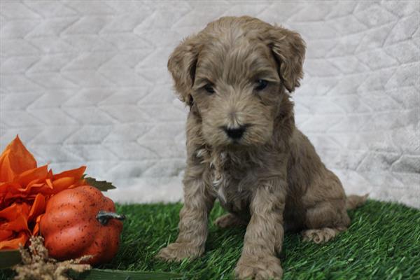 [#252296-06] Red M Cockadoodle Puppies For Sale