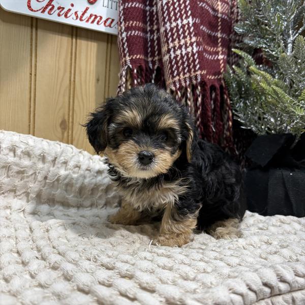 [#252795-04] Black / Tan F Yorkiepoo Puppies For Sale