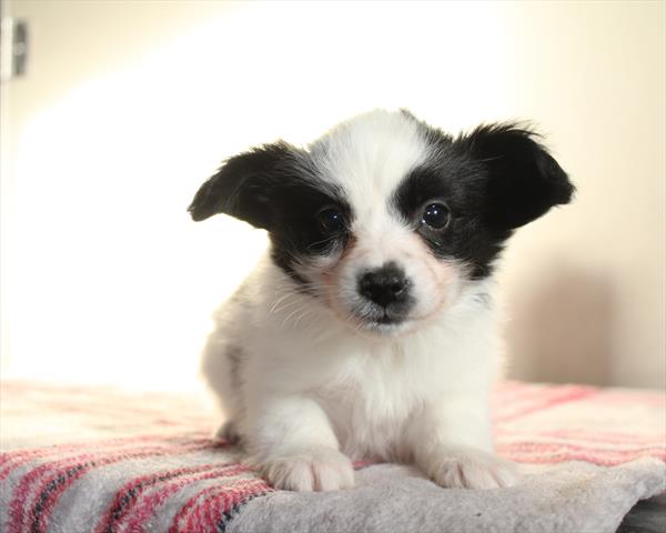 [#252721-06] Black / White F Papillon Puppies For Sale