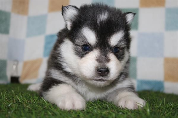 [#25356-01] Black / White M Huskimo Puppies For Sale