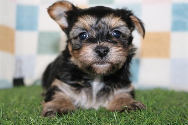 [#252165-01] Black / Tan F Yochon Puppies For Sale
