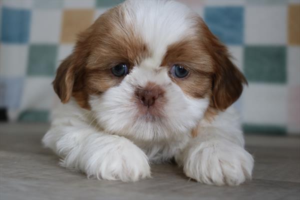 [#252335-01] Brown / White M Shih Tzu Puppies For Sale