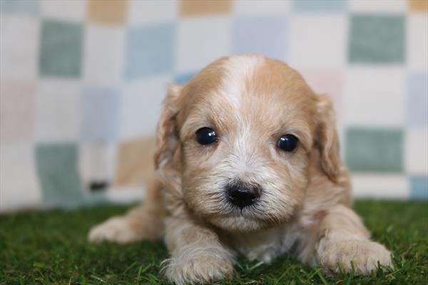 [#252341-02] Cream M Maltipoo Puppies For Sale