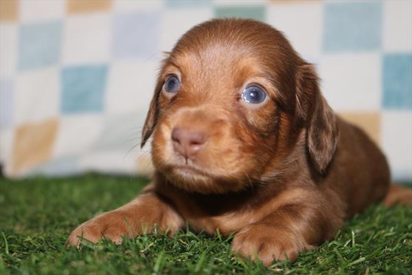 [#252285-02] Chocolate / Tan M Dachshund Puppies For Sale
