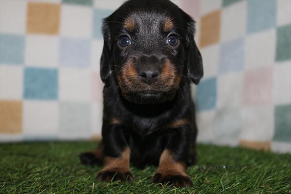 [#252285-04] Black / Tan F Dachshund Puppies For Sale