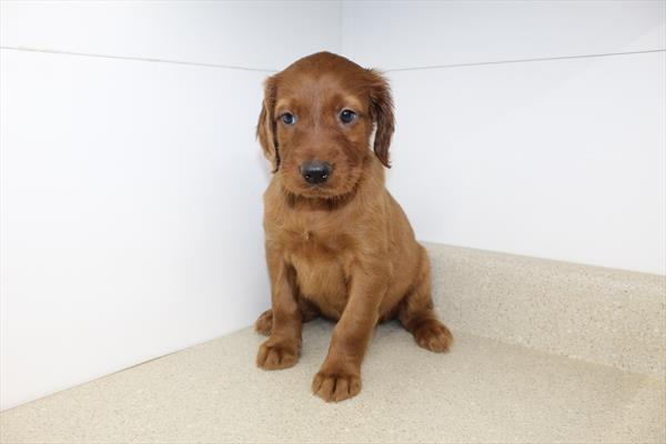 [#252763-11] Mahogany F Irish Setter Puppies For Sale