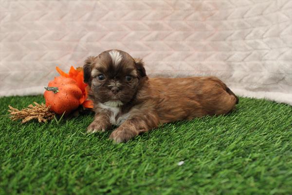 [#252373-05] Red Chocolate F Shih Tzu Puppies For Sale
