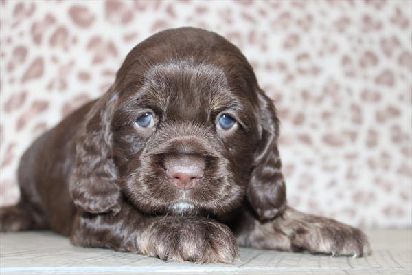 [#252321-02] Chocolate M Cocker Spaniel Puppies For Sale