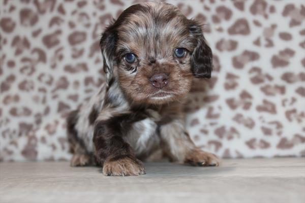 [#252320-01] Chocolate Merle M Cocker Spaniel Puppies For Sale