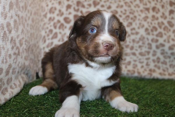 [#25370-02] Red M Miniature Australian Shepherd Puppies For Sale