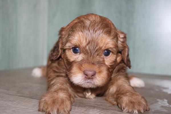 [#252338-04] Red F ShihPoo Puppies For Sale