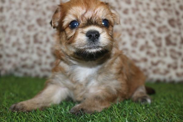 [#252262-02] Brown M Yochon Puppies For Sale
