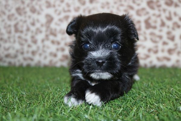 [#252262-03] Black / White F Yochon Puppies For Sale