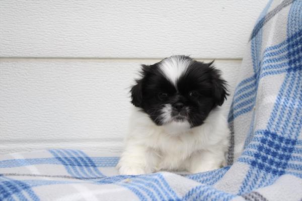 [#252911-03] White / Black F Pekingese Puppies For Sale