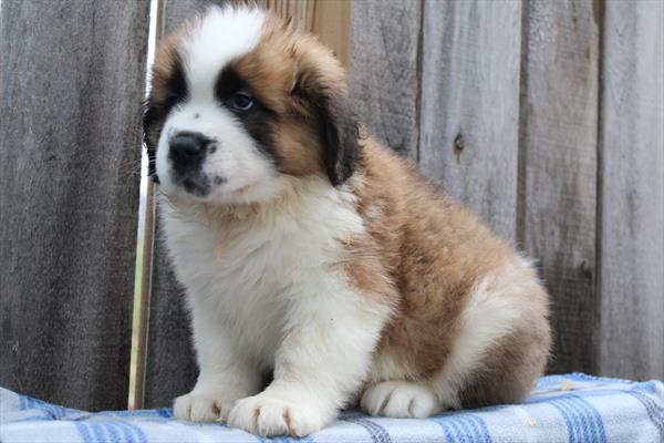 [#253016-05] Brown / White F Saint Bernard Puppies For Sale