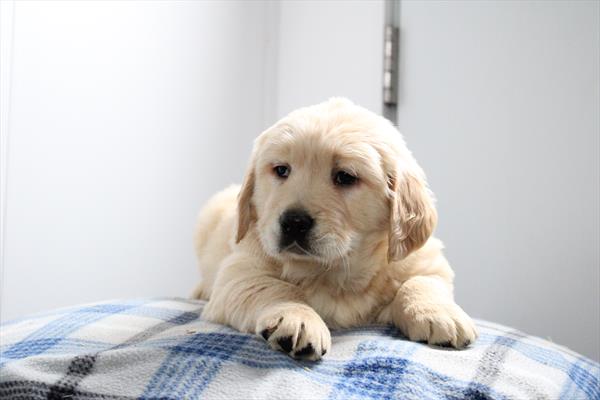 [#252826-04] Golden M Golden Retriever Puppies For Sale