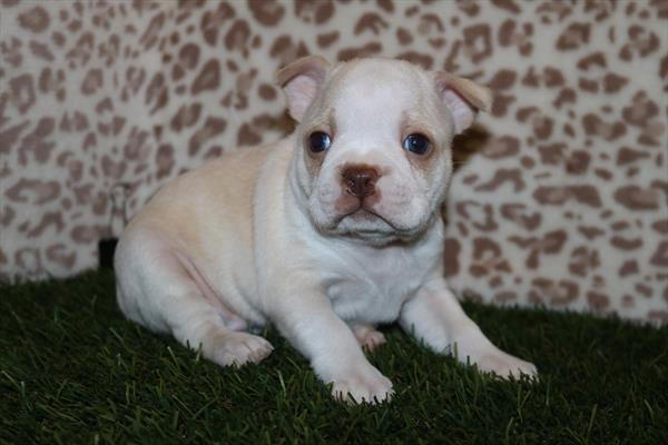 [#252357-02] Cream / White M Boston Terrier Puppies For Sale