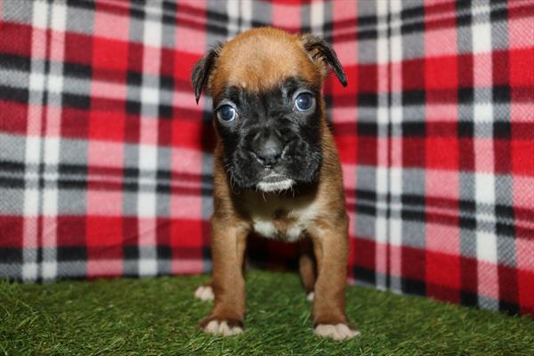 [#25379-05] Fawn / White F Boxer Puppies For Sale
