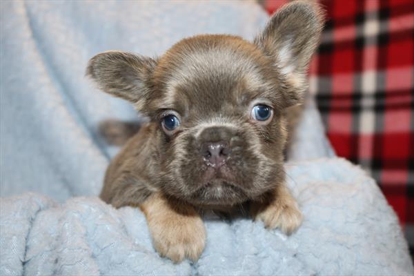 [#252195-01] Lilac M French Bulldog Puppies For Sale