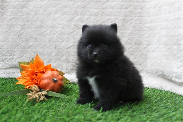 [#252419-03] Black F Pomeranian Puppies For Sale