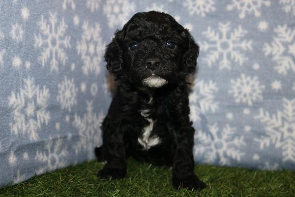 [#252313-01] Black M ShihPoo Puppies For Sale