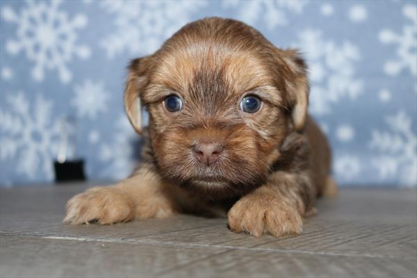 [#252386-08] Brown F Shorkie Puppies For Sale