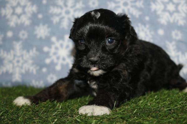 [#252304-02] Black M Poodle/ShihPoo Puppies For Sale