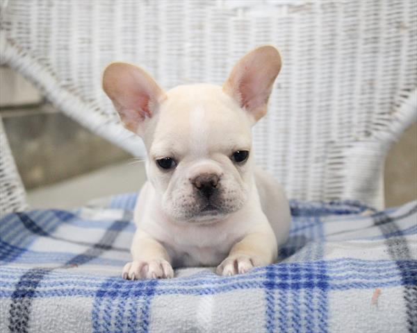 [#252820-07] Cream F French Bulldog Puppies For Sale