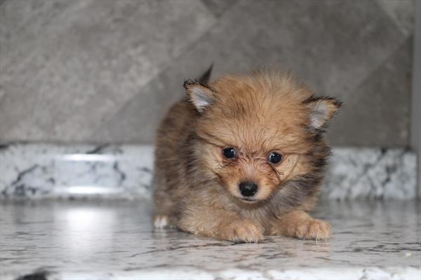 [#252881-02] Merle M Pomeranian Puppies For Sale