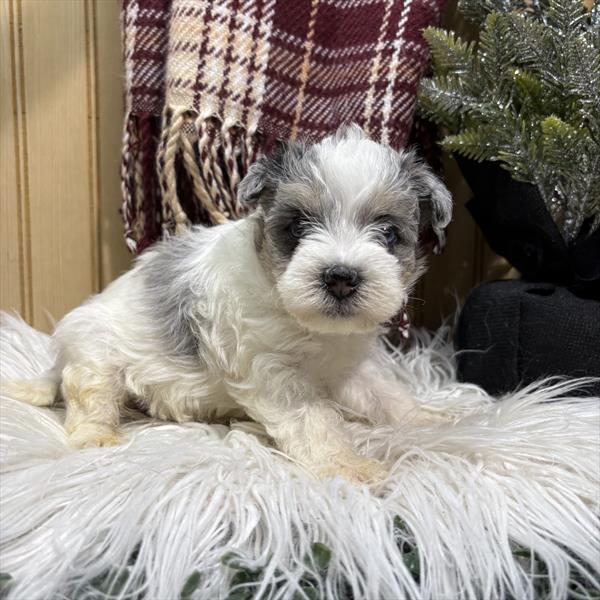 [#253175-05] Blue / White F Maltipoo Puppies For Sale